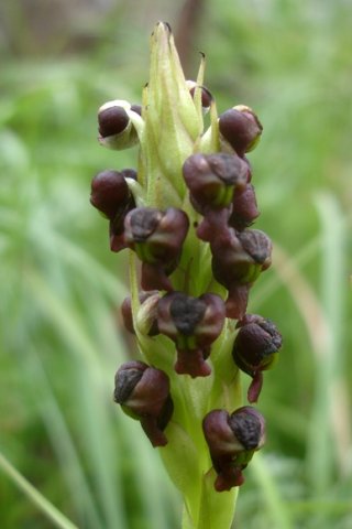 Pterygodium nigrescens short spike